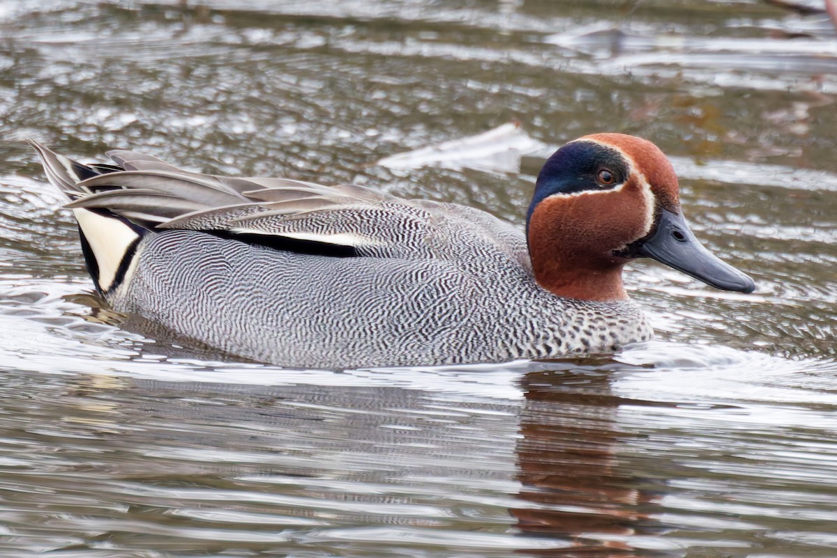 Green-winged Teal - ML636139476