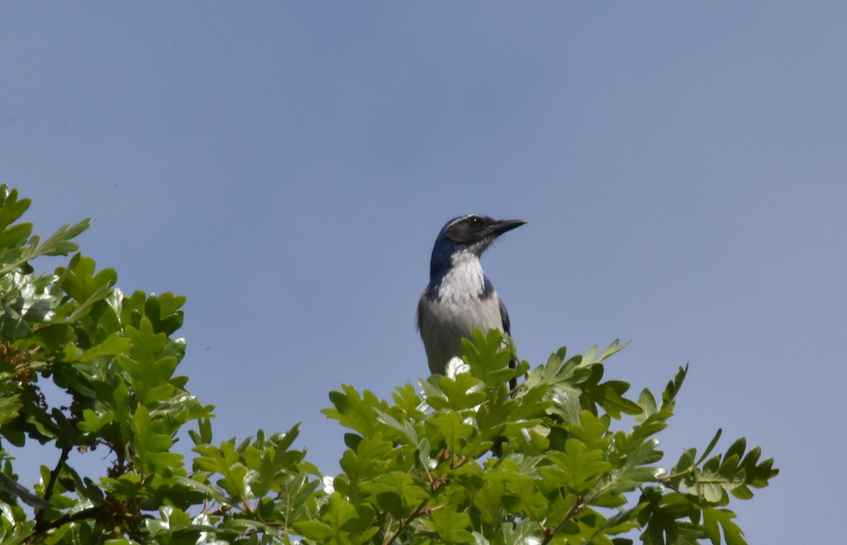 California Scrub-Jay - ML636139500