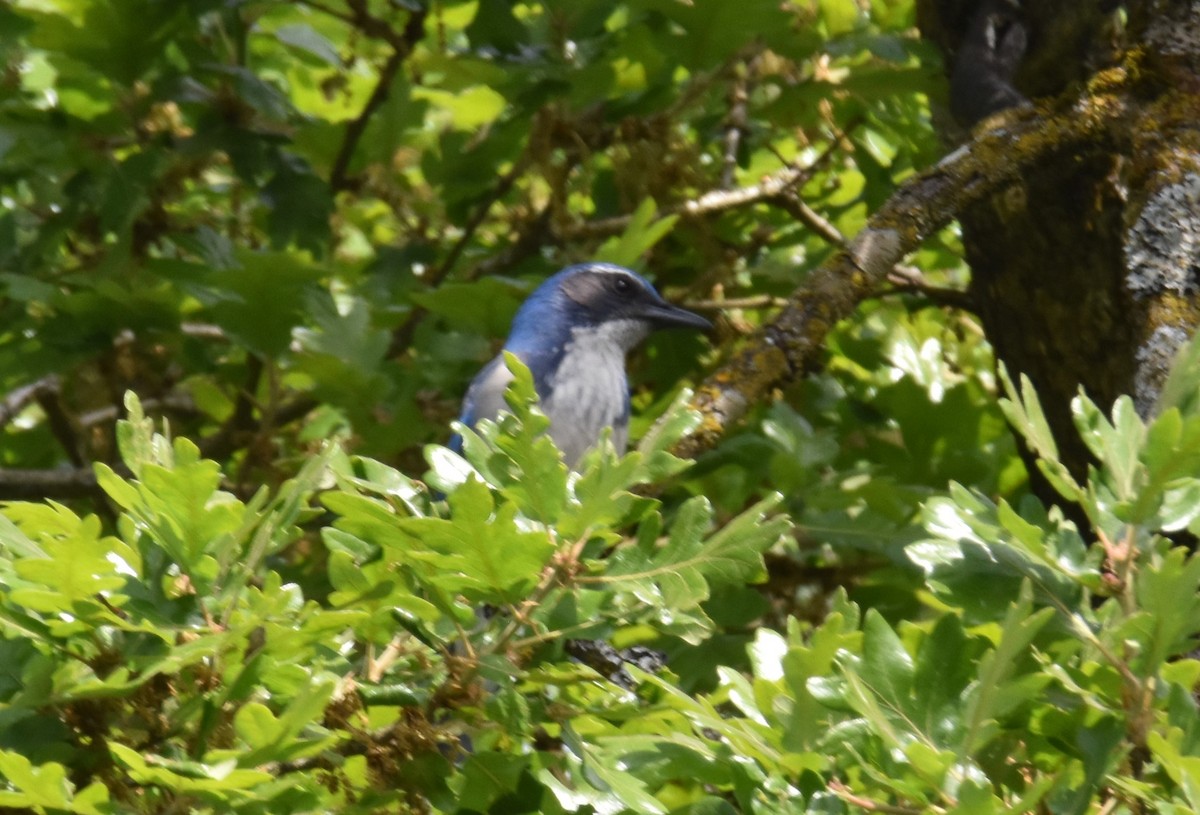 California Scrub-Jay - ML636139501