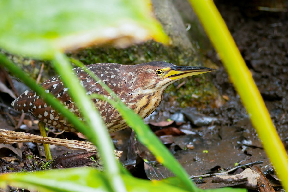 Schrenck's Bittern - ML636139541