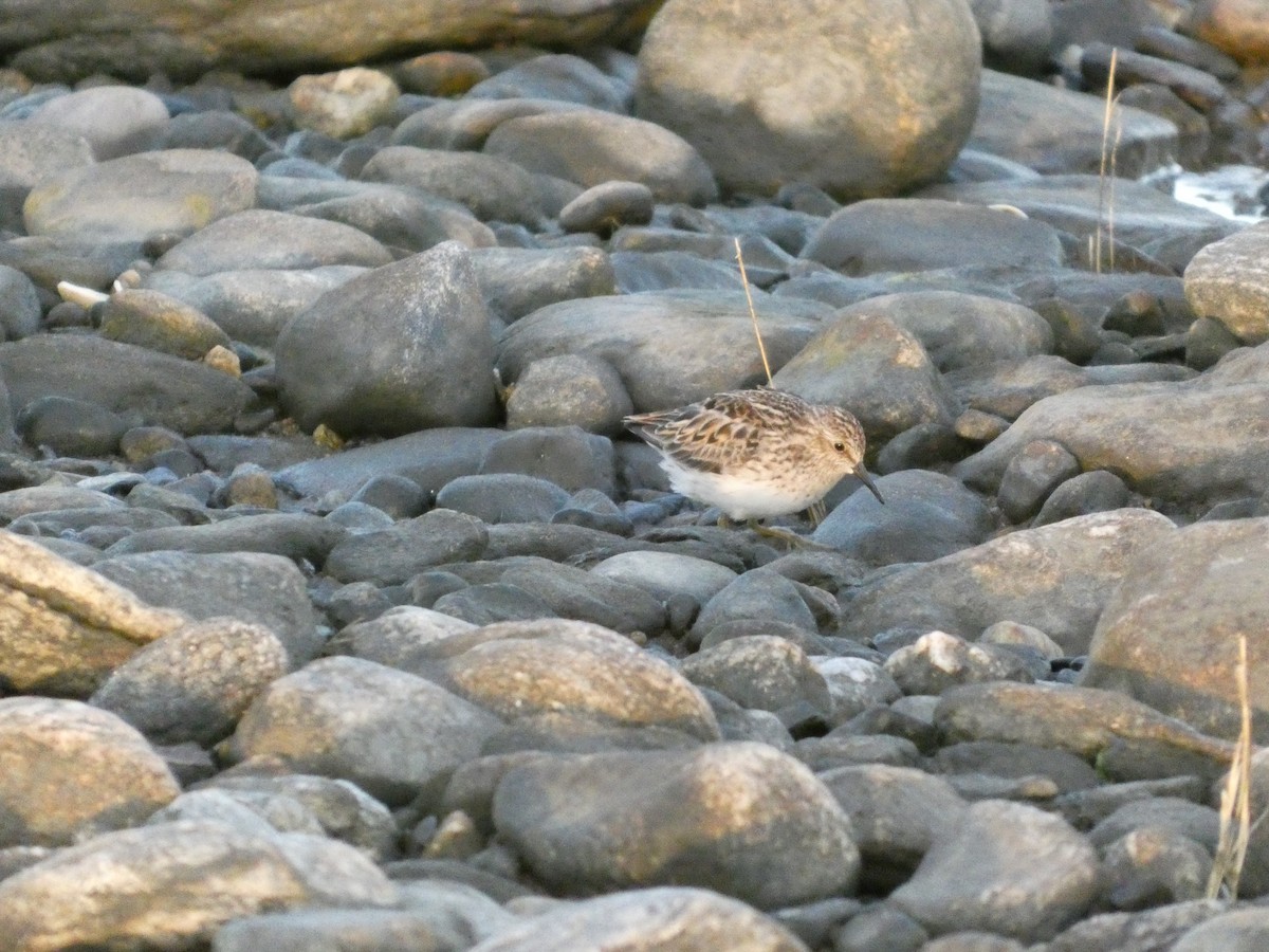 Least Sandpiper - ML636139586