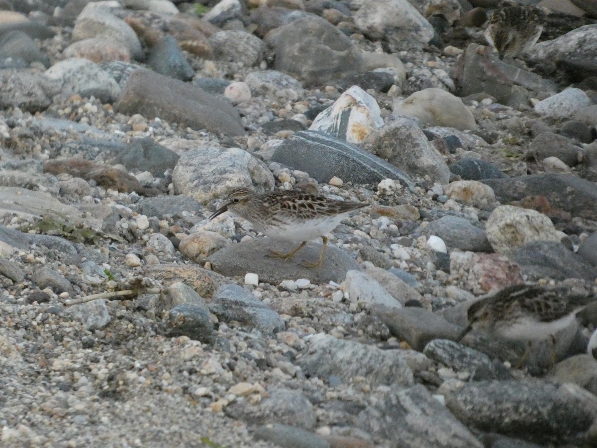 Least Sandpiper - ML636139587