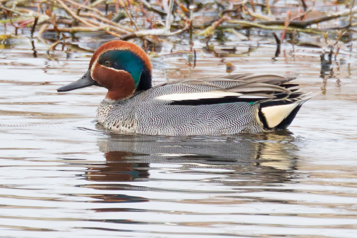 Green-winged Teal - ML636139669
