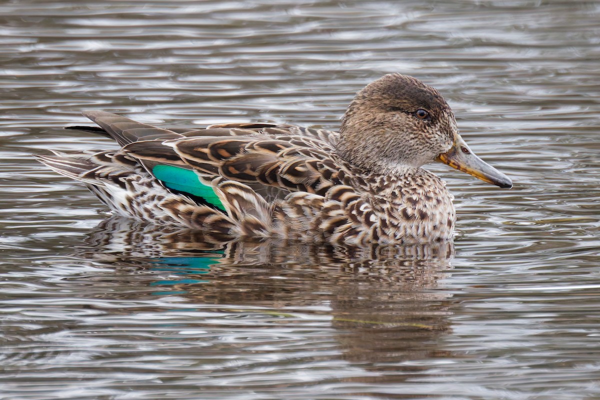 Green-winged Teal - ML636139708