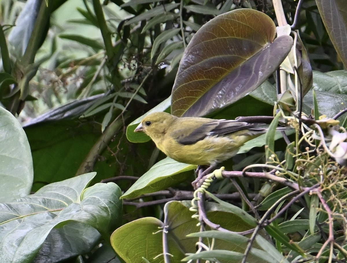 Andean Siskin - ML636139815