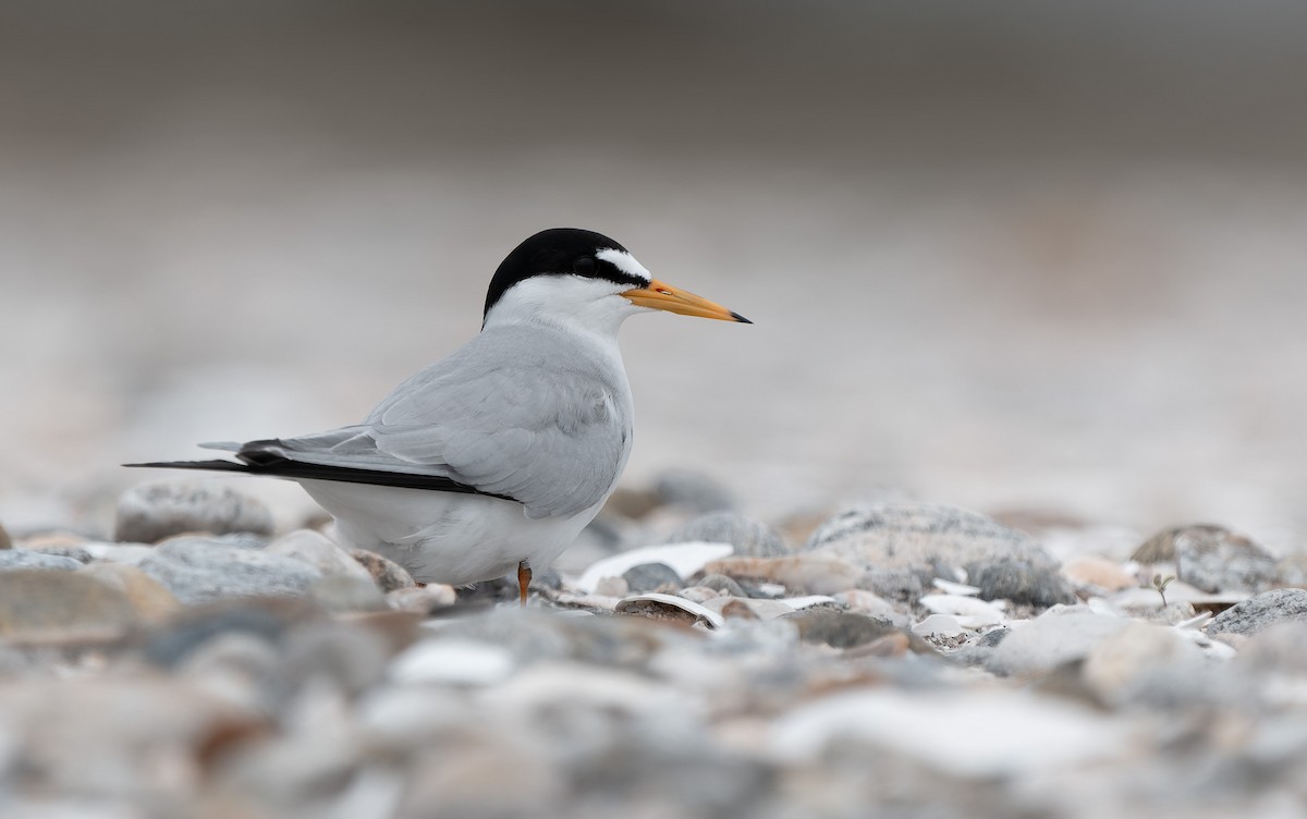 Least Tern - ML636139839