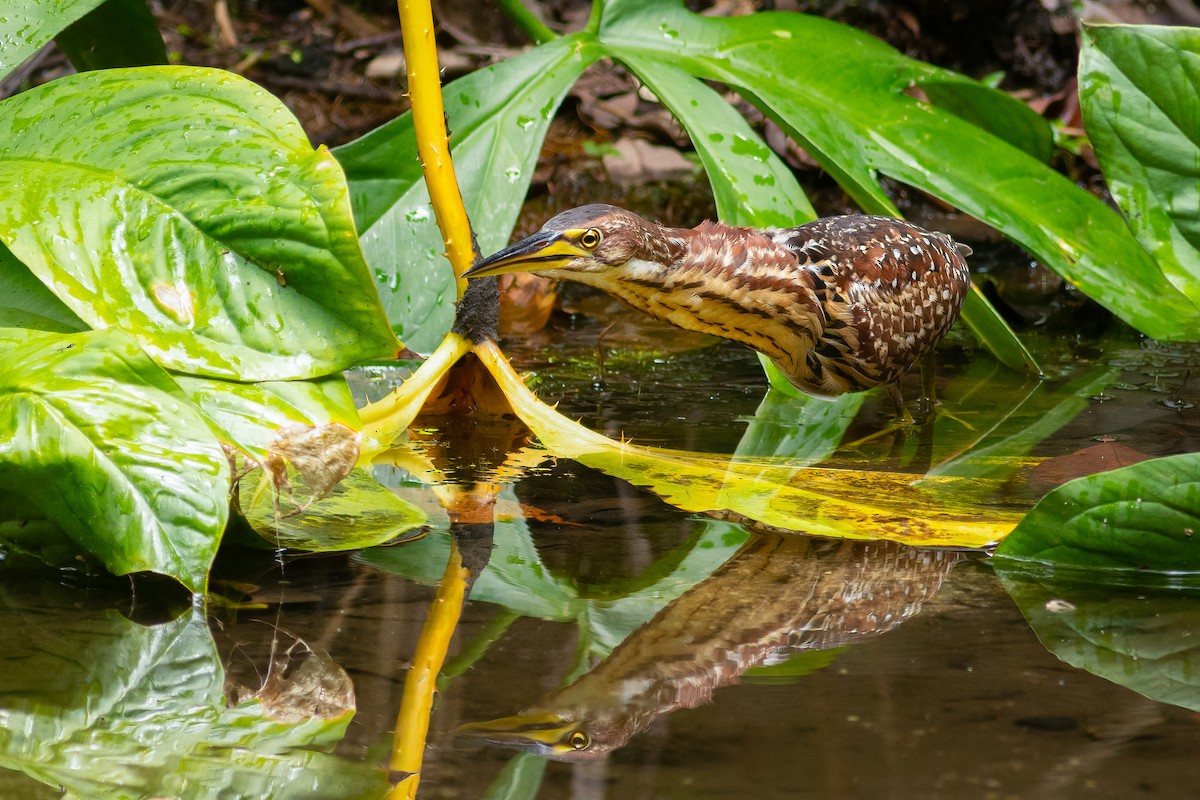 Schrenck's Bittern - ML636139857