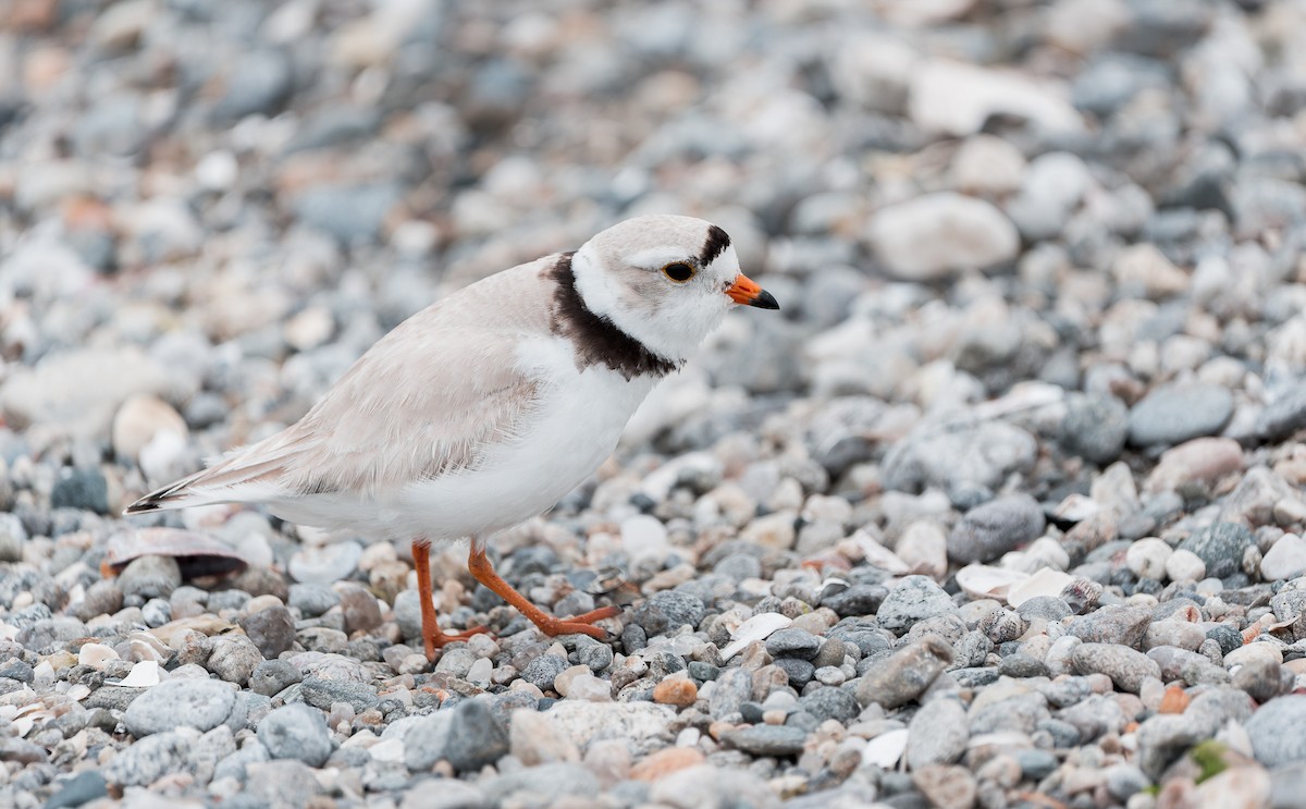 Piping Plover - ML636139858