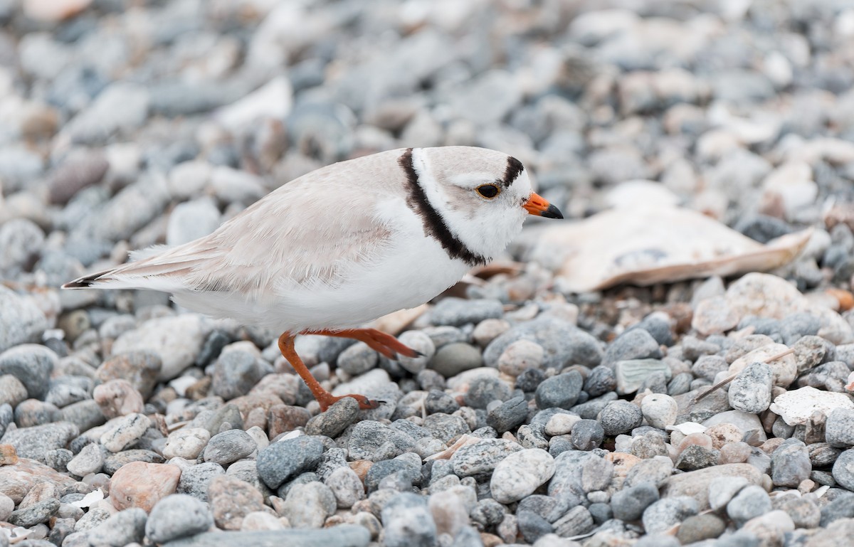 Piping Plover - ML636139859