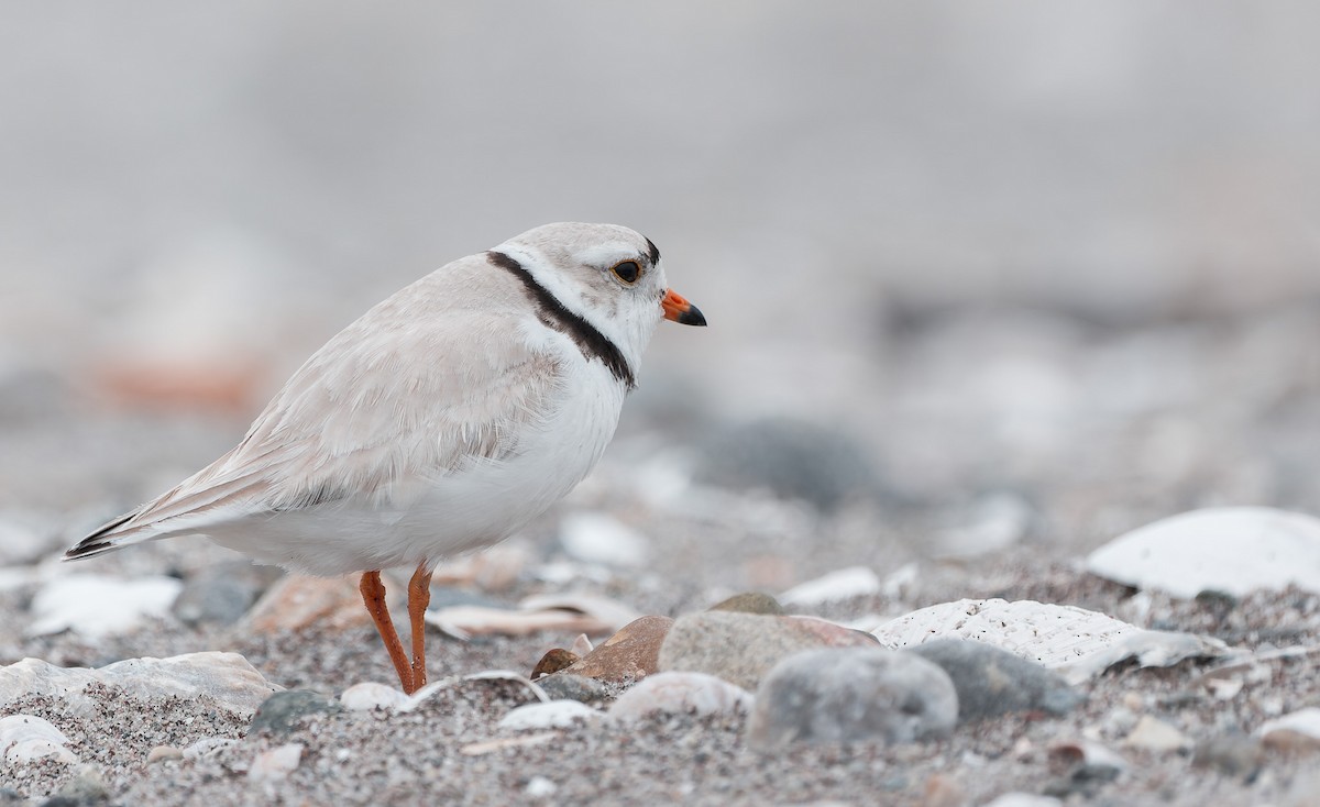 Piping Plover - ML636139860