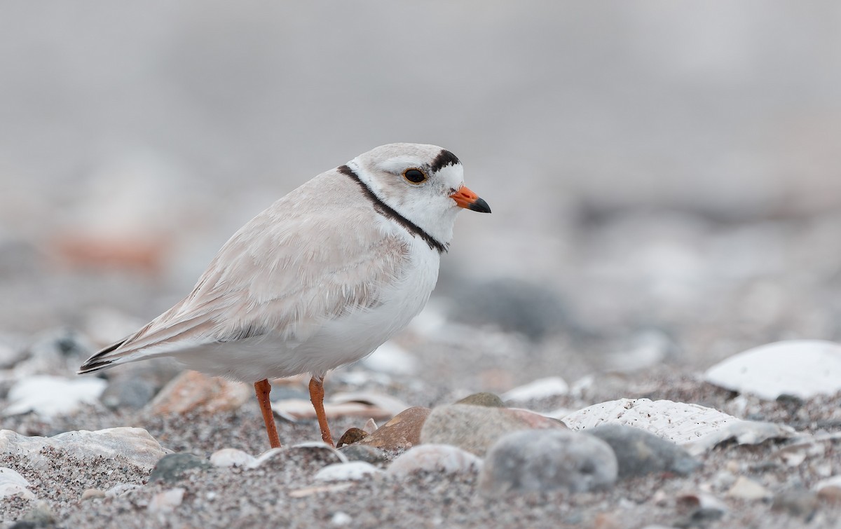Piping Plover - ML636139861