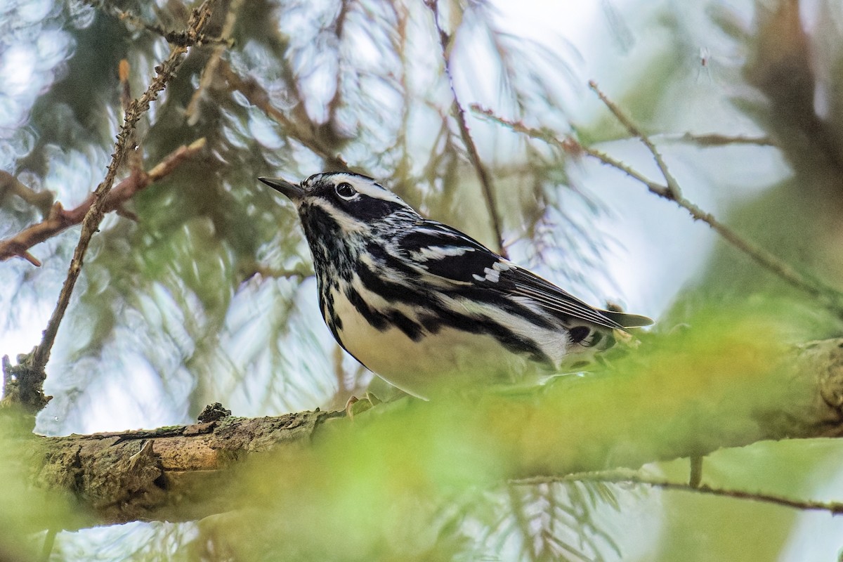 Black-and-white Warbler - ML636139935