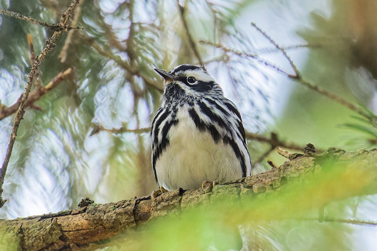 Black-and-white Warbler - ML636139936