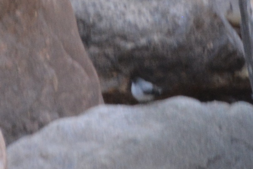 Torrent Tyrannulet - ML636139969