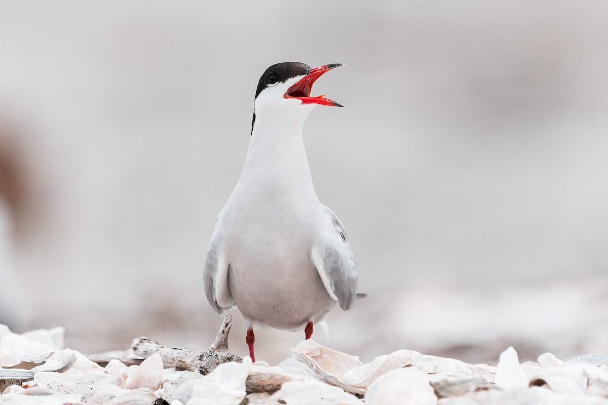 Common Tern - ML636140158