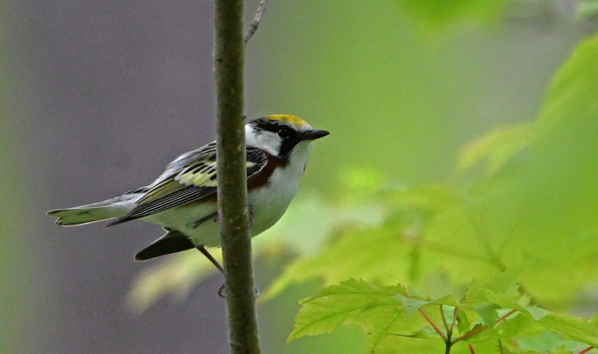 ワキチャアメリカムシクイ - ML636140254