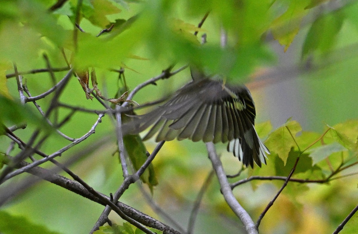 ワキチャアメリカムシクイ - ML636140255