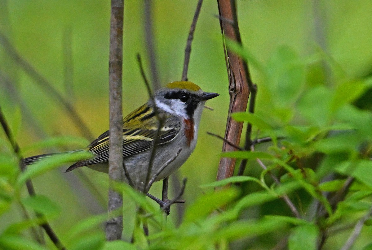 ワキチャアメリカムシクイ - ML636140256