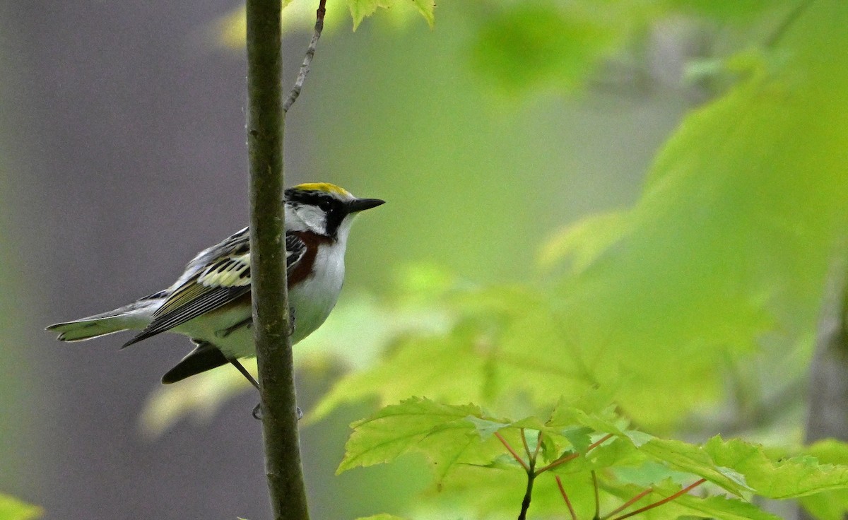 ワキチャアメリカムシクイ - ML636140258