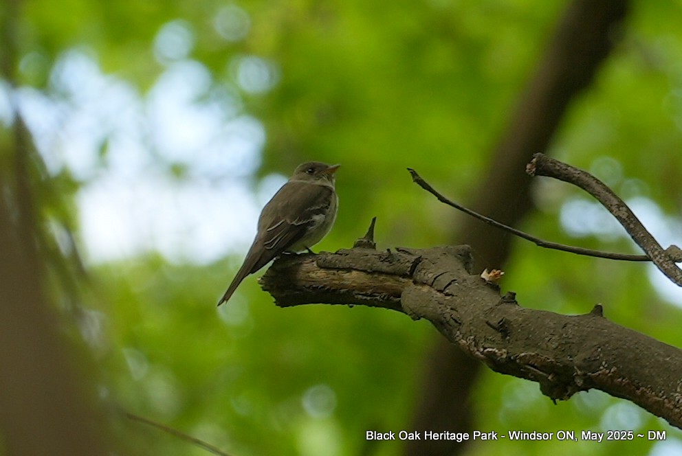 Eastern Wood-Pewee - ML636140294
