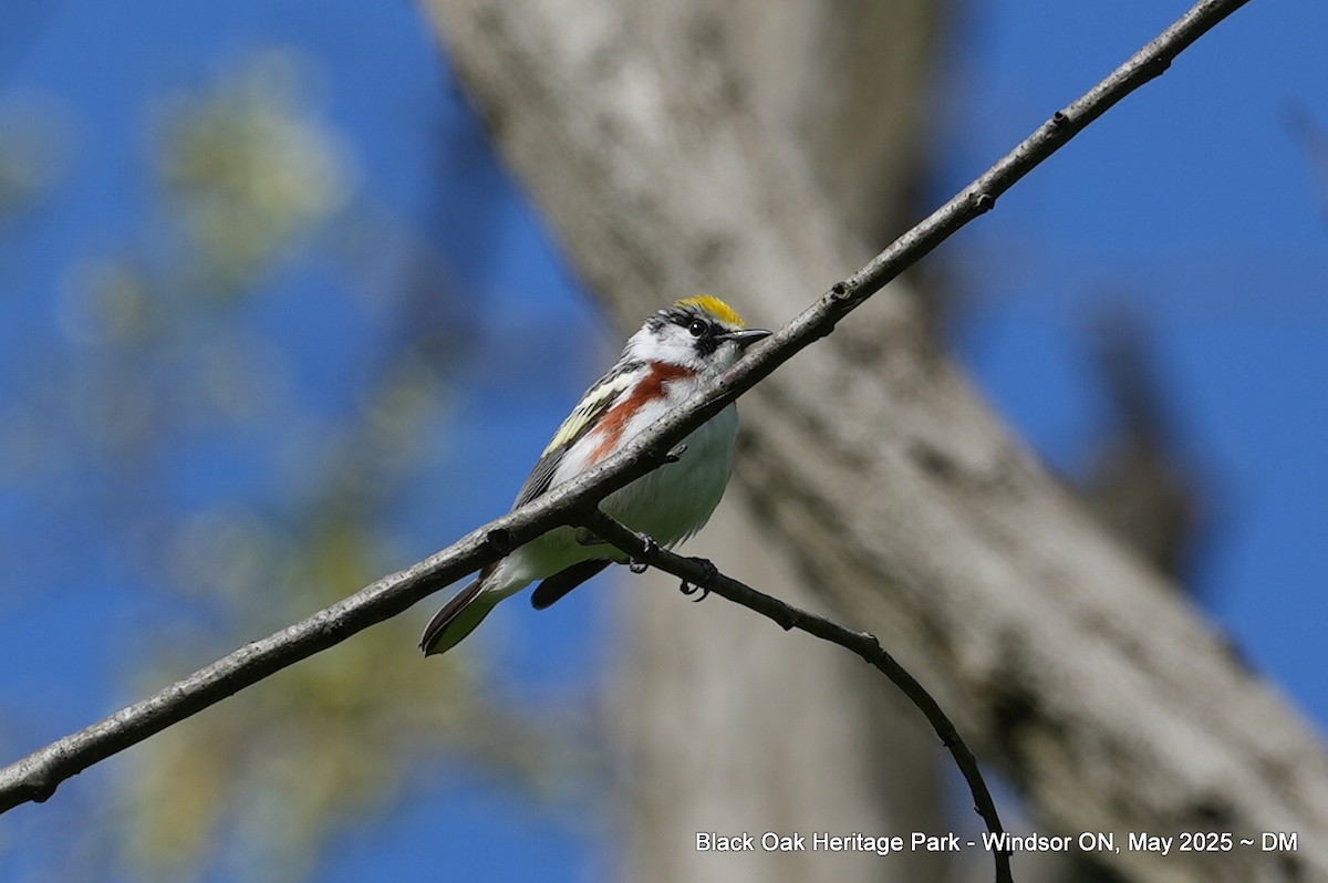 Chestnut-sided Warbler - ML636140316