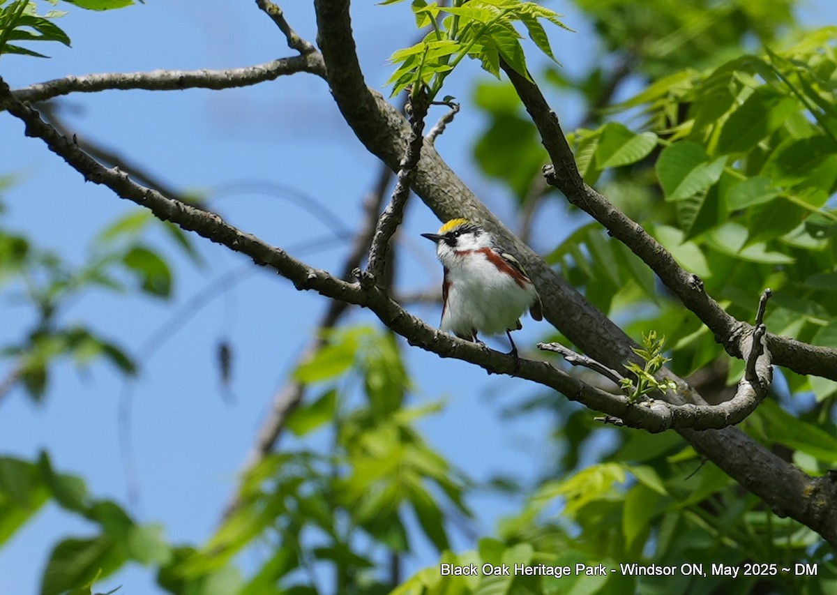 Chestnut-sided Warbler - ML636140317