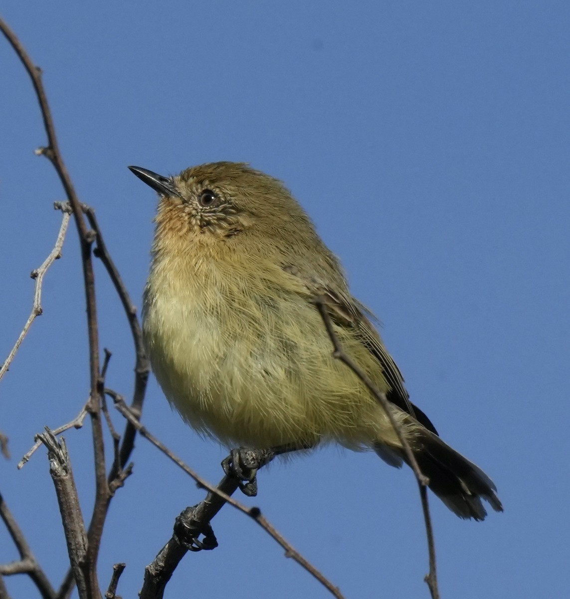 Yellow Thornbill - ML636140343