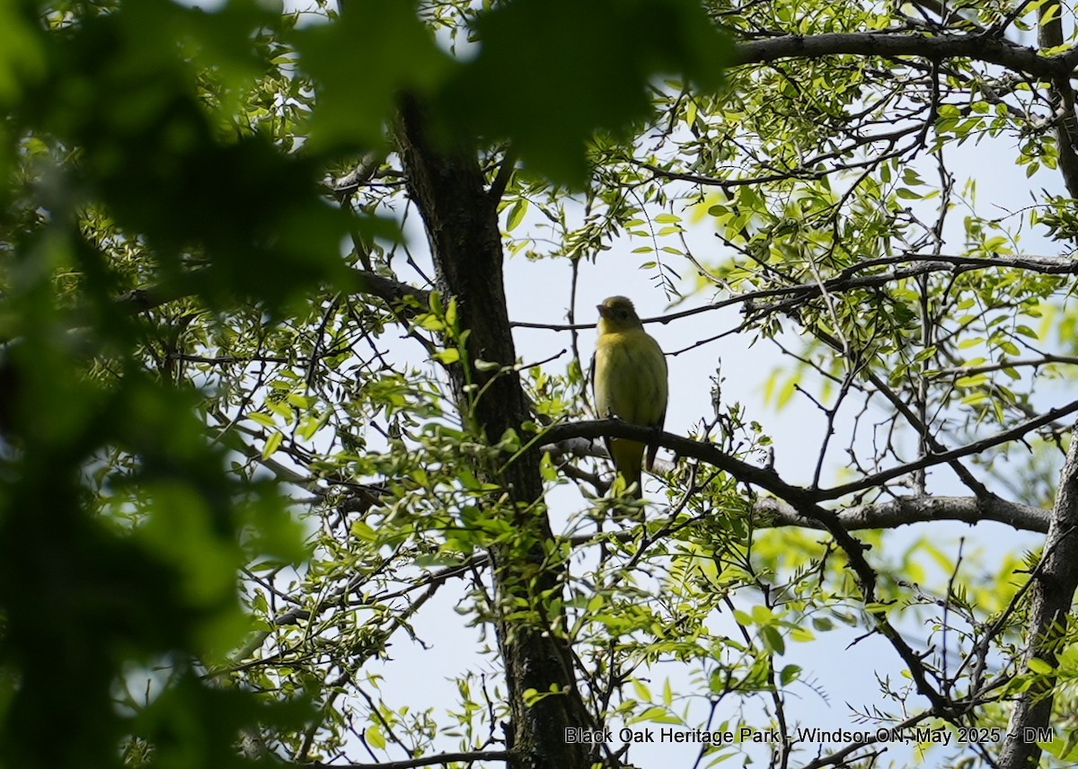 Scarlet Tanager - ML636140354
