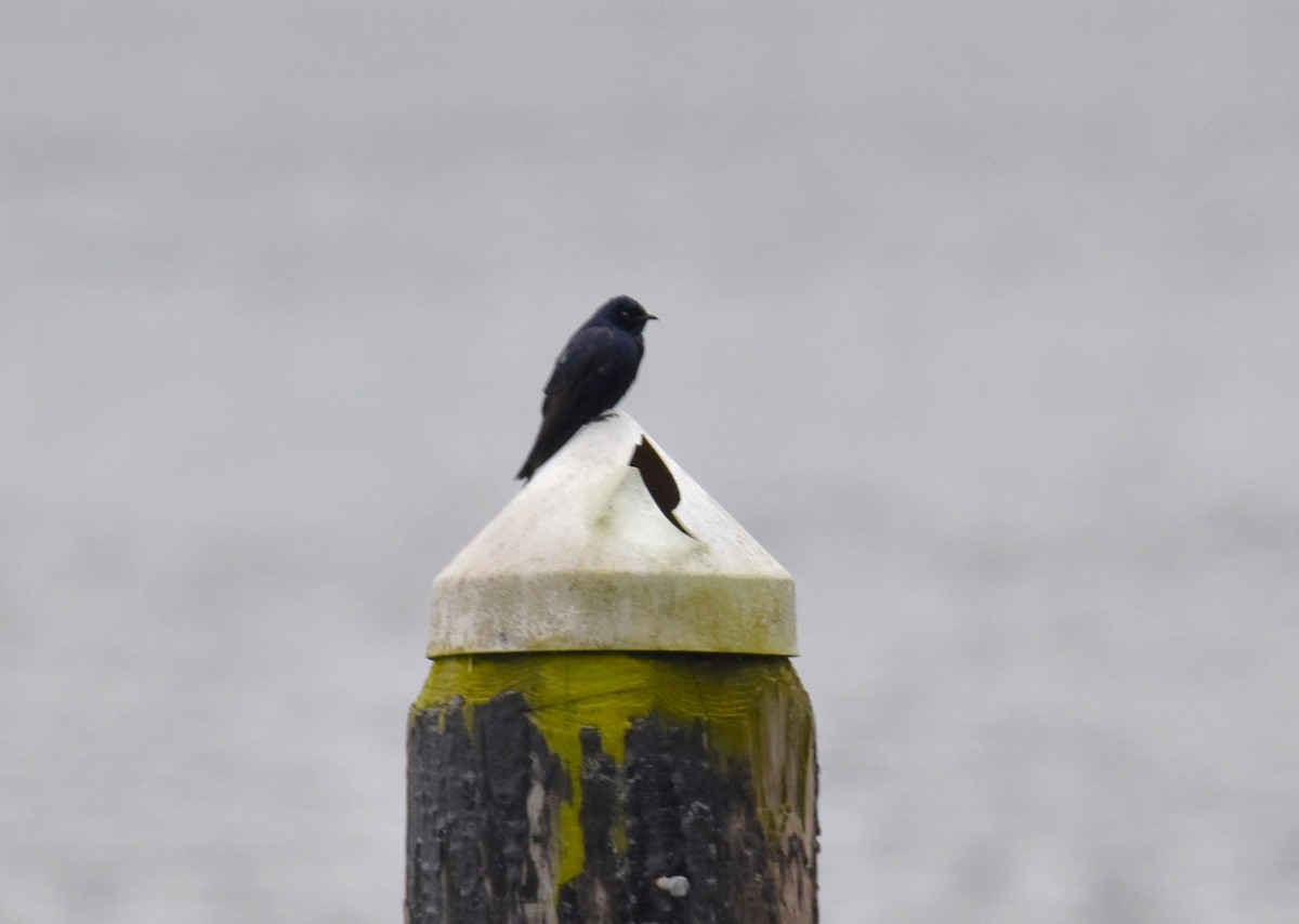 Purple Martin - ML636140371