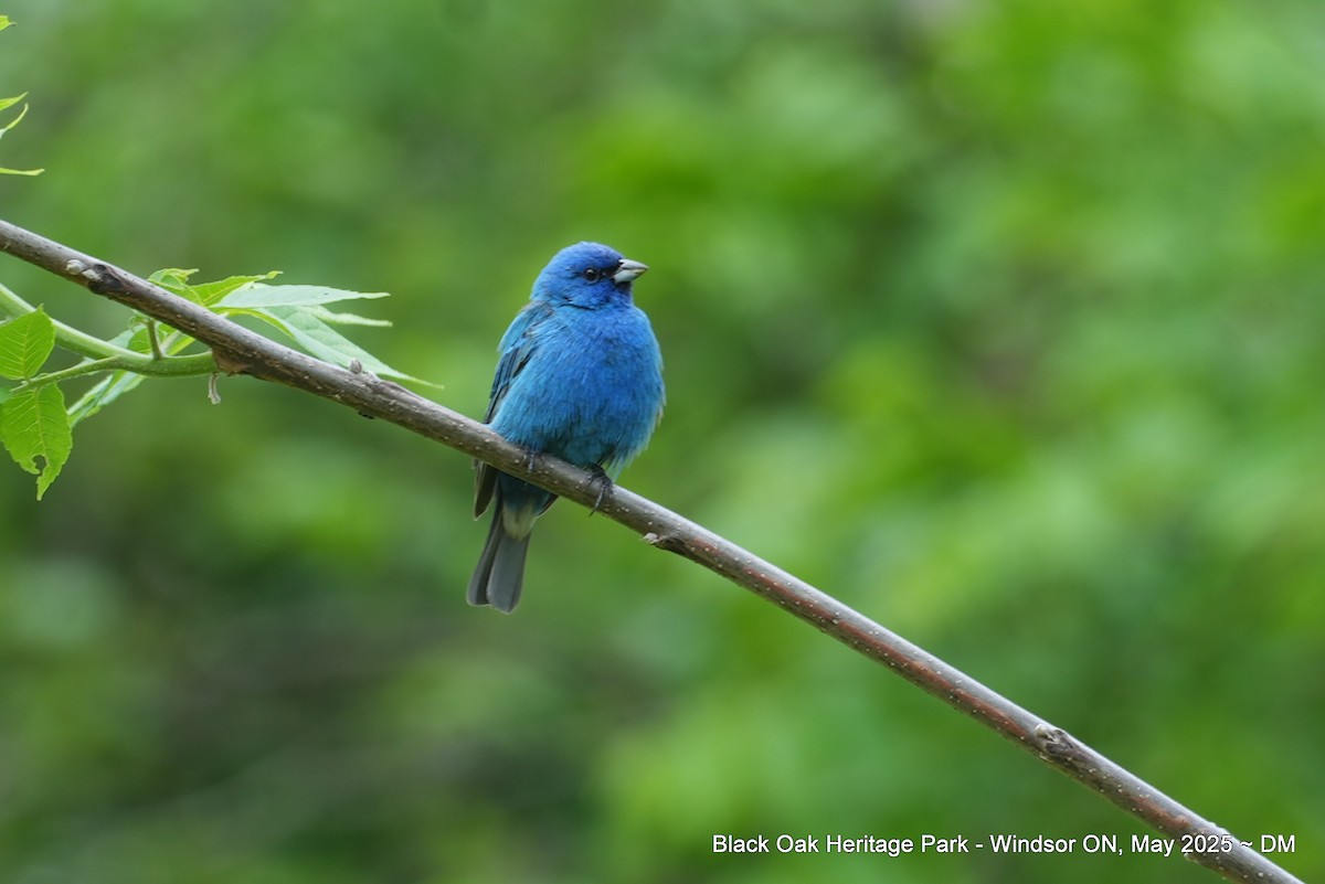 Indigo Bunting - ML636140378