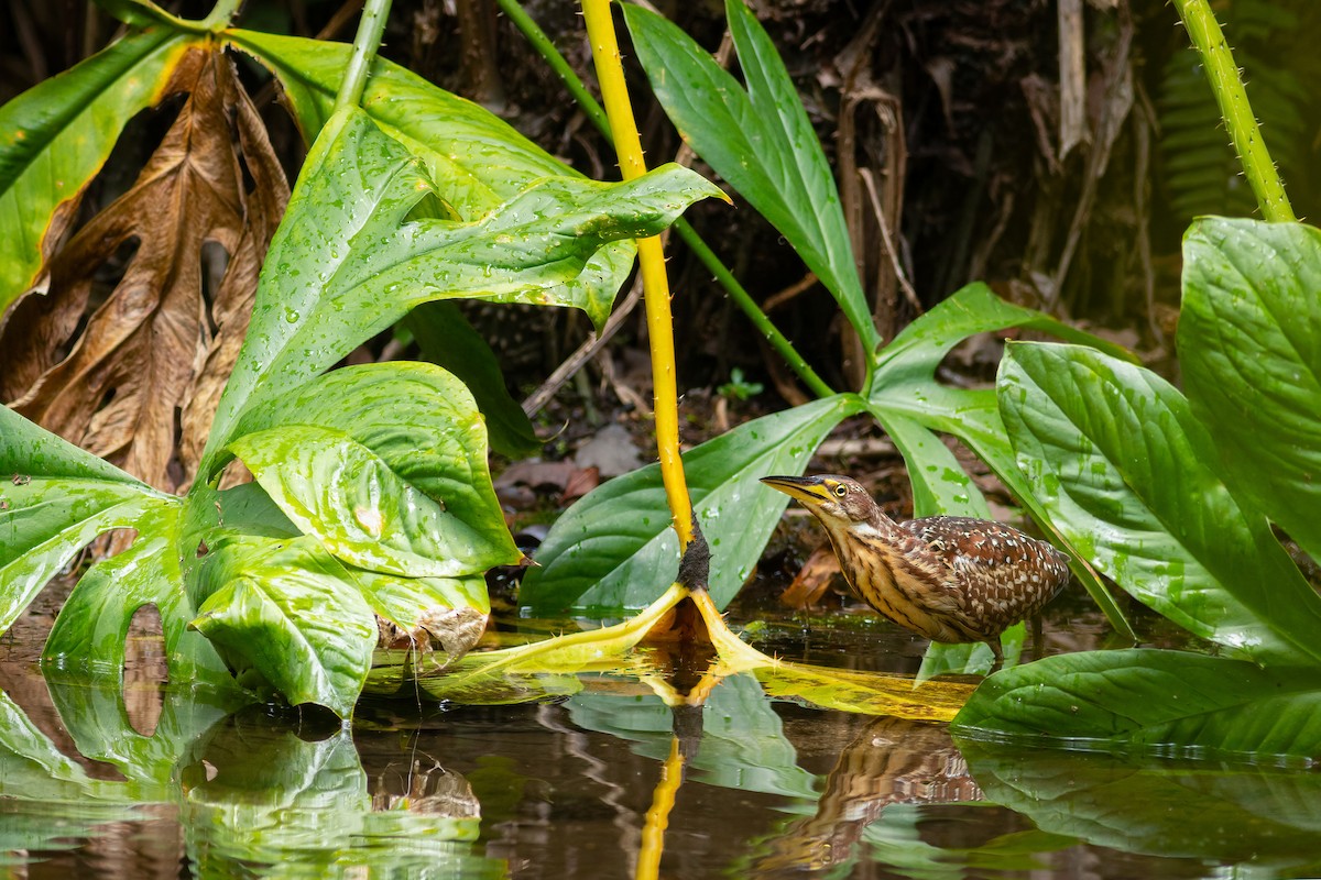 Schrenck's Bittern - ML636140379