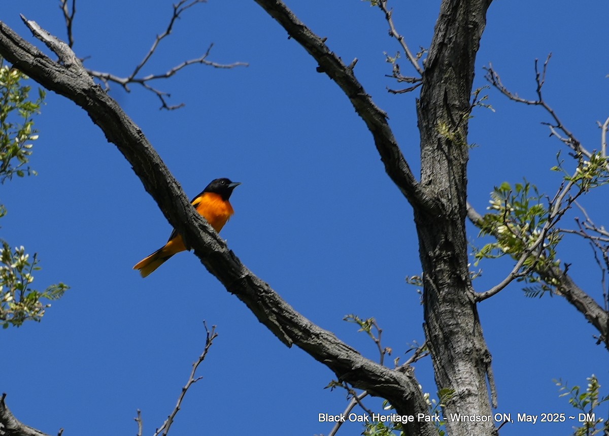 Baltimore Oriole - ML636140390