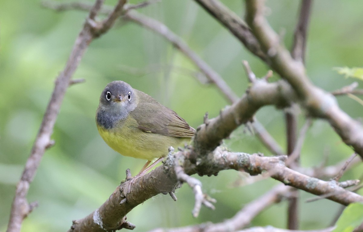 lesňáček kroužkooký - ML636140407