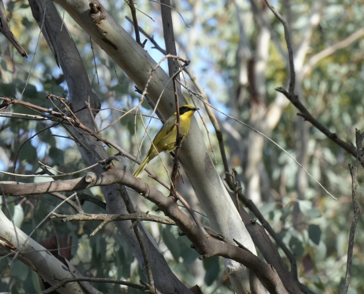 Yellow-tufted Honeyeater - ML636140423