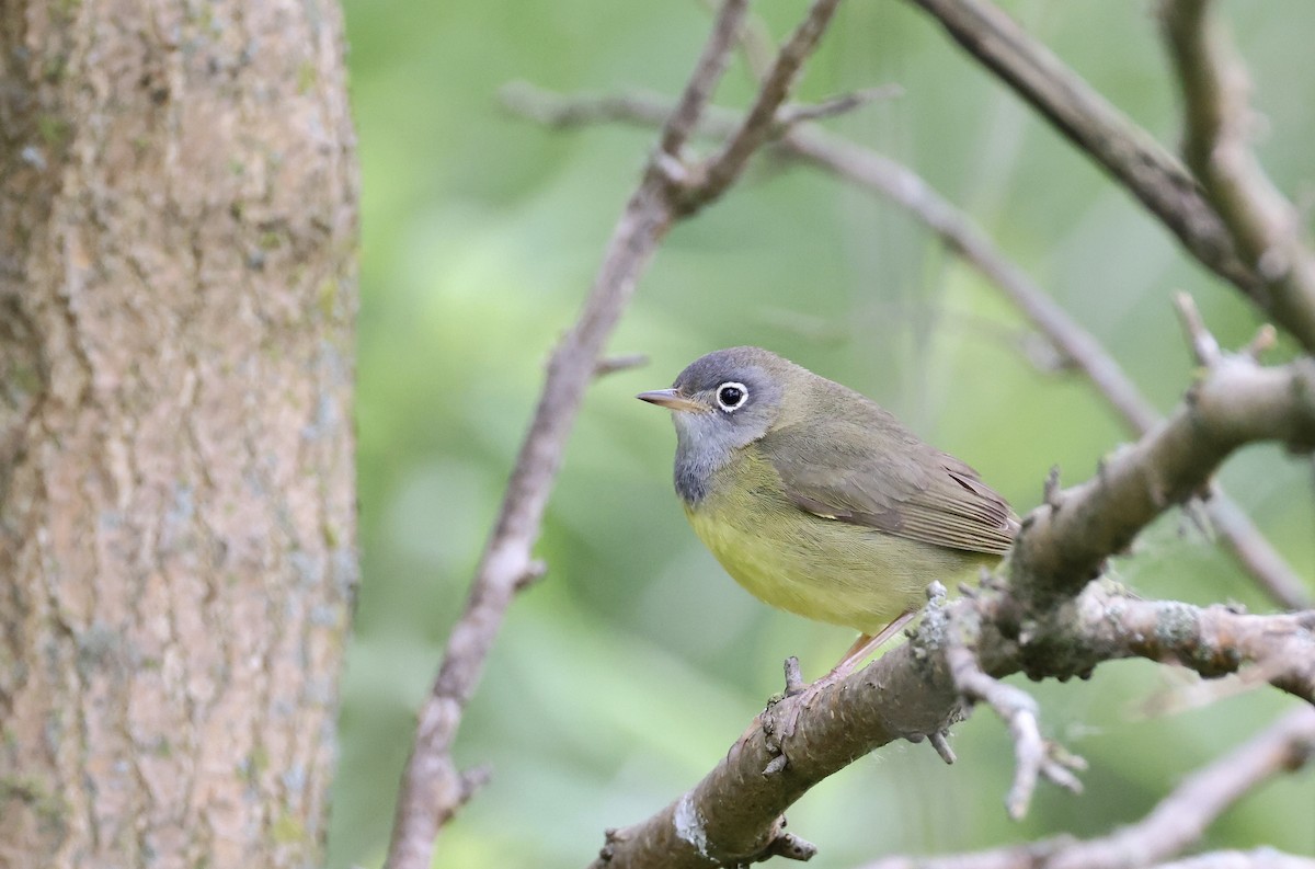 lesňáček kroužkooký - ML636140432