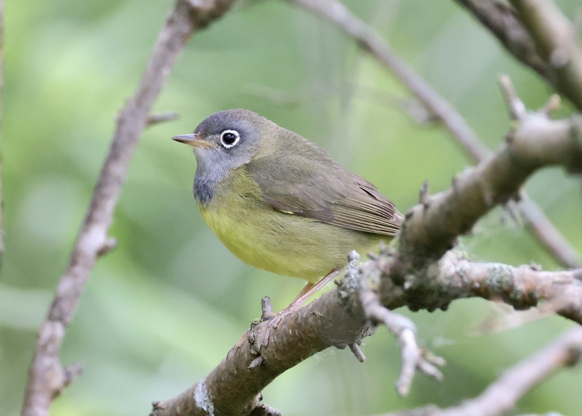 lesňáček kroužkooký - ML636140462