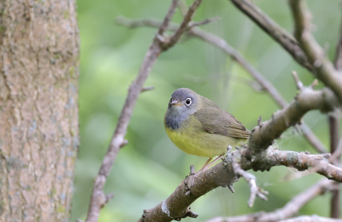 lesňáček kroužkooký - ML636140486