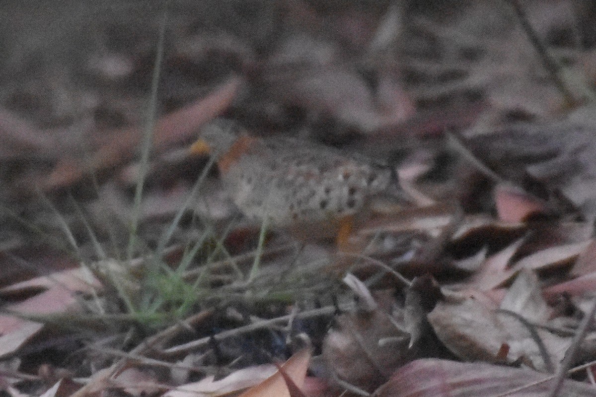 Yellow-legged Buttonquail - ML636140579