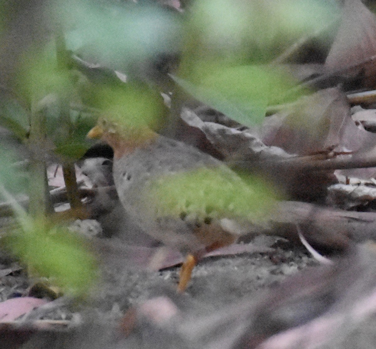 Yellow-legged Buttonquail - ML636140611