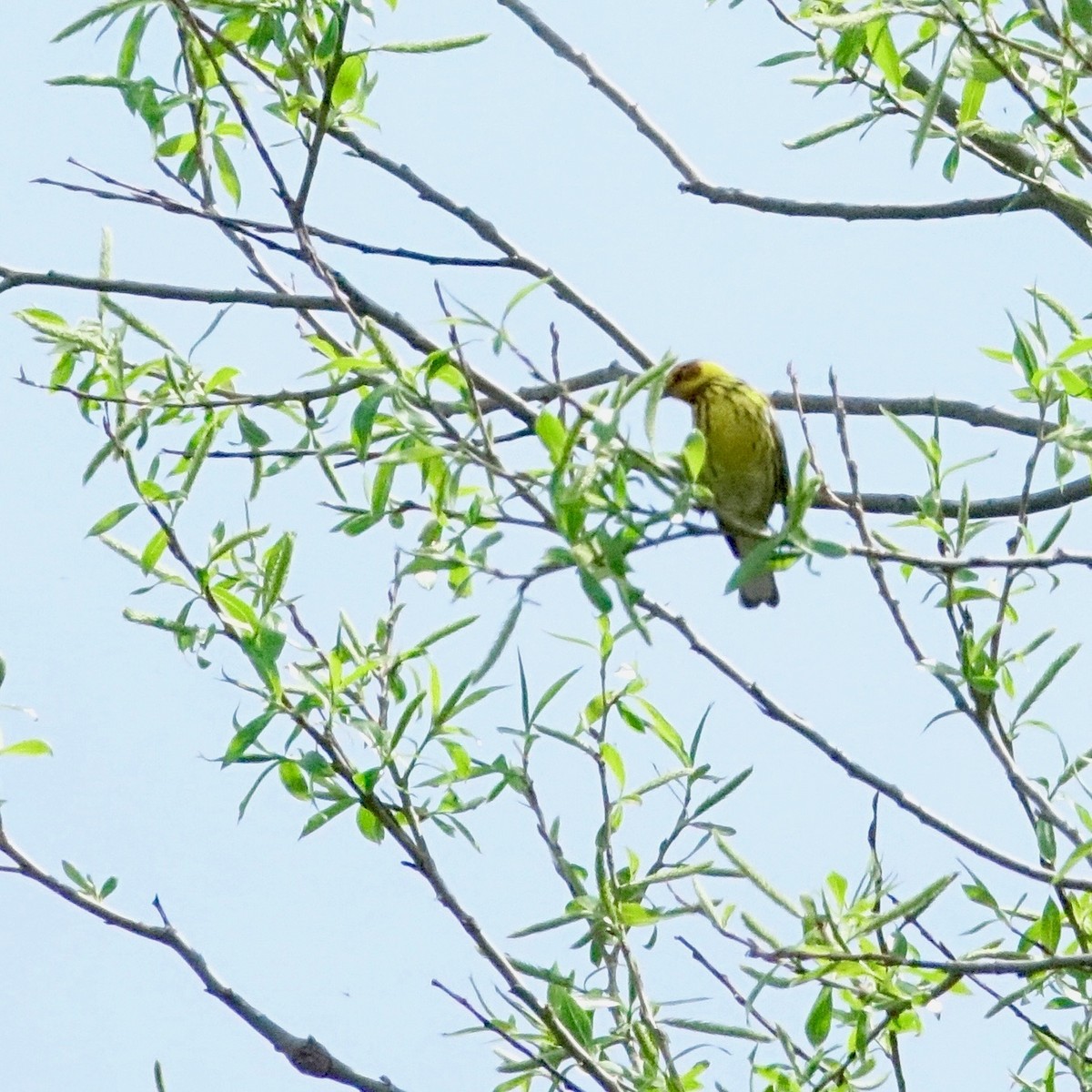 Cape May Warbler - ML636140713