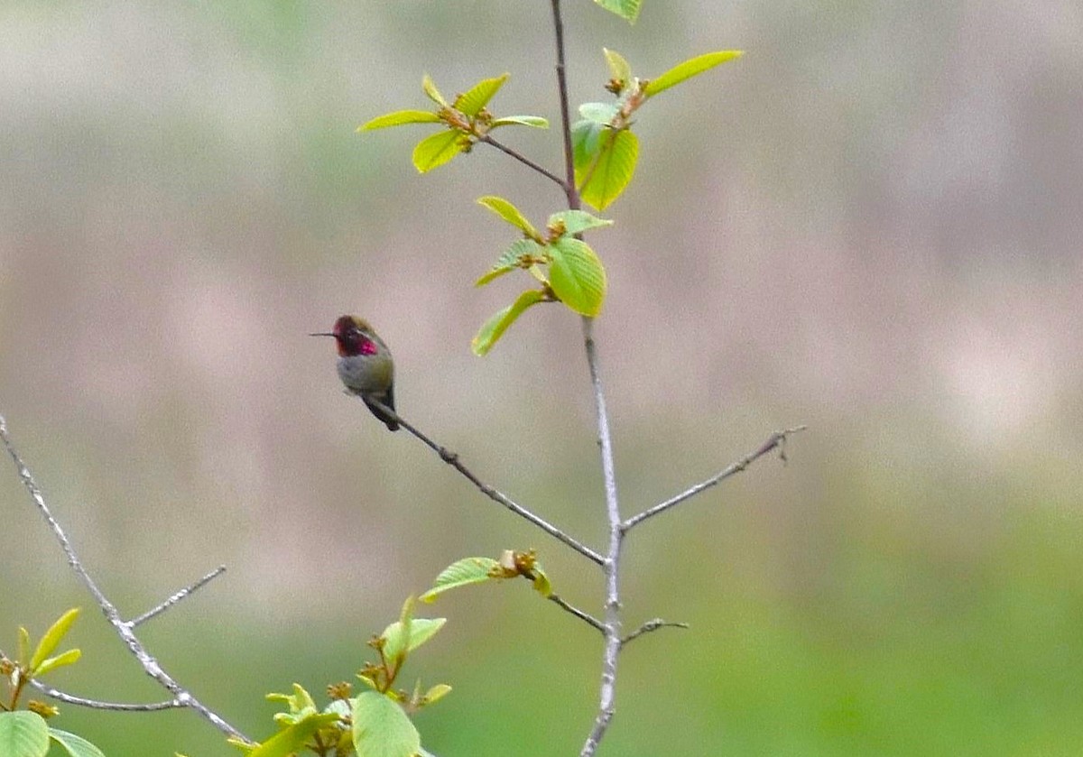 Anna's Hummingbird - ML636140755