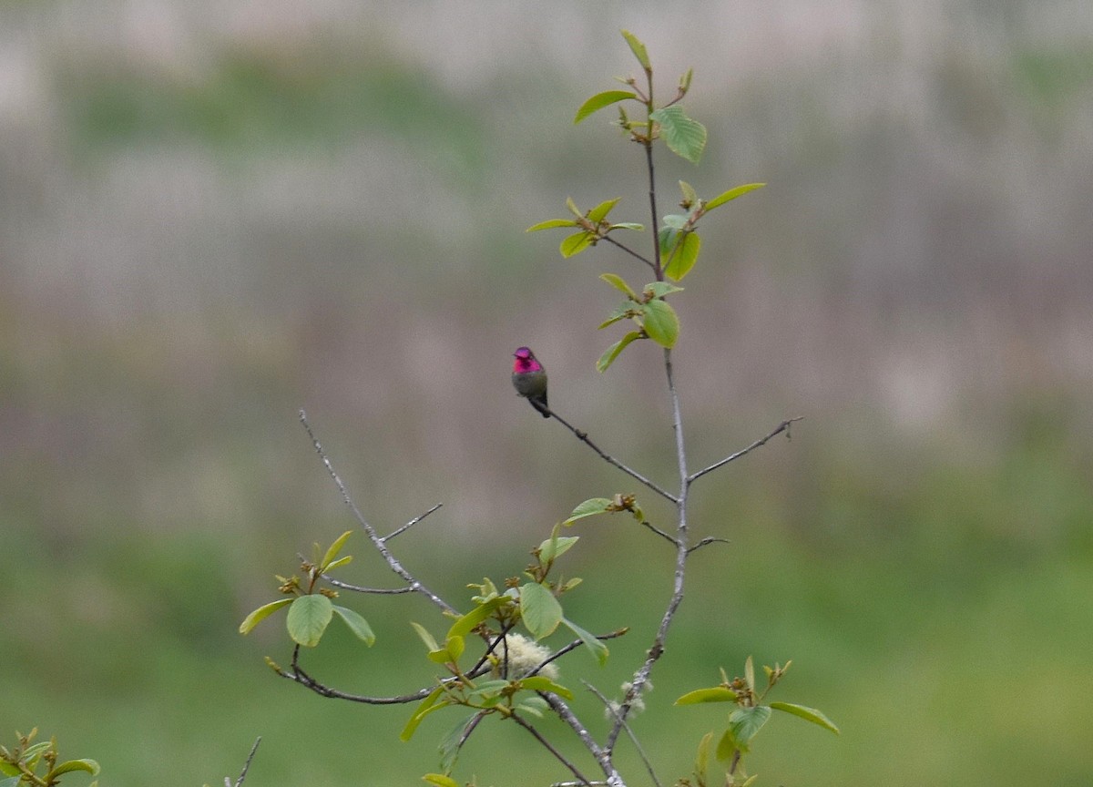 Anna's Hummingbird - ML636140756