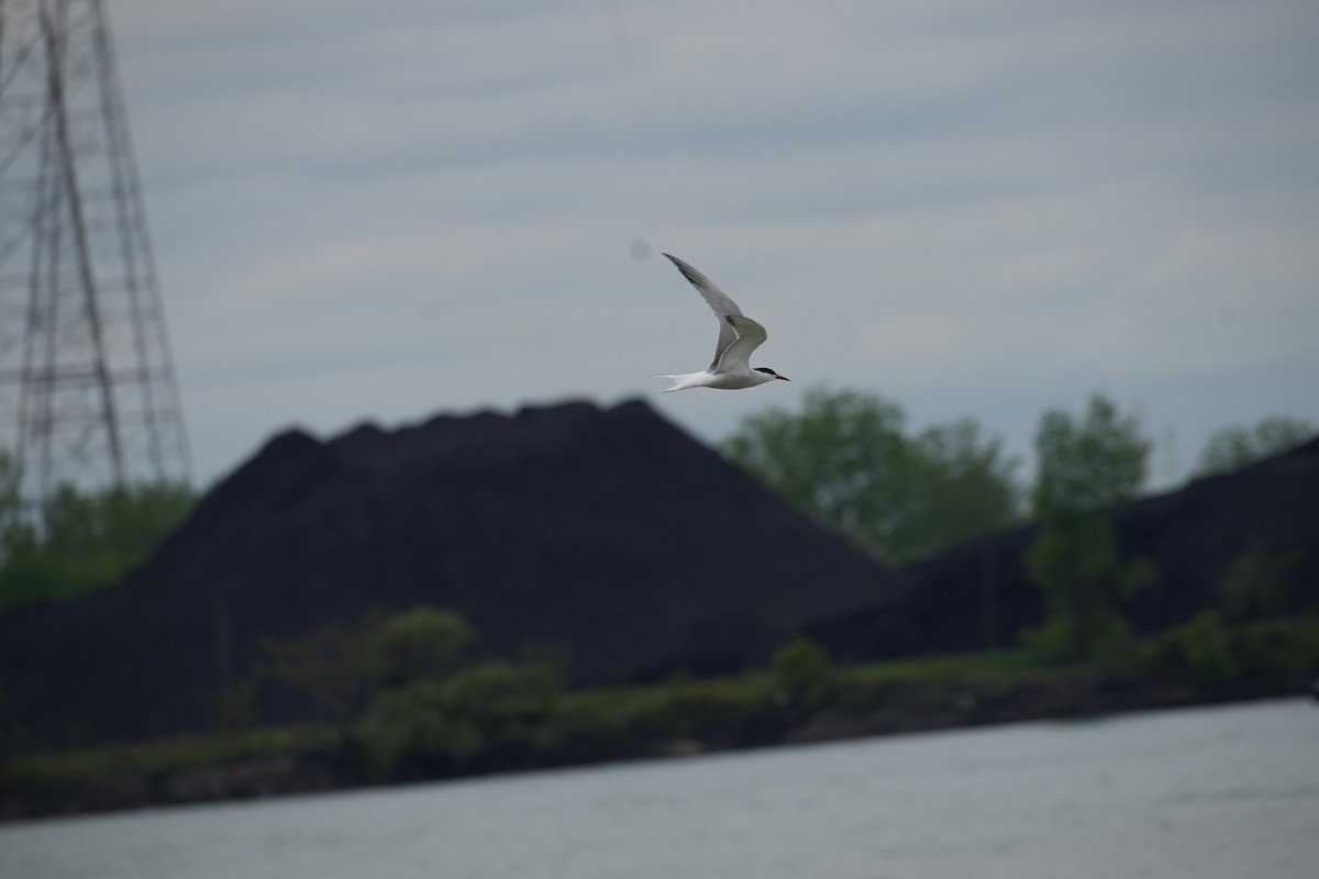 Common Tern - ML636140908
