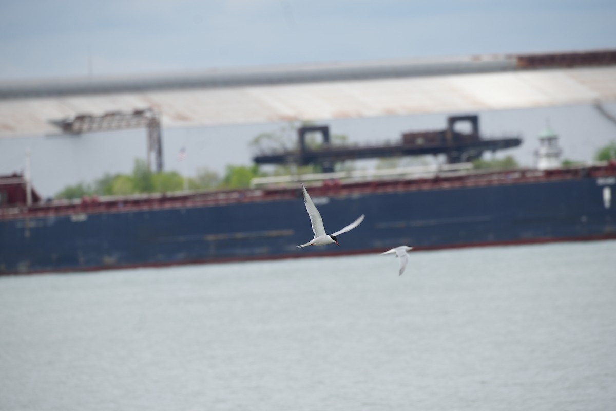 Common Tern - ML636140990
