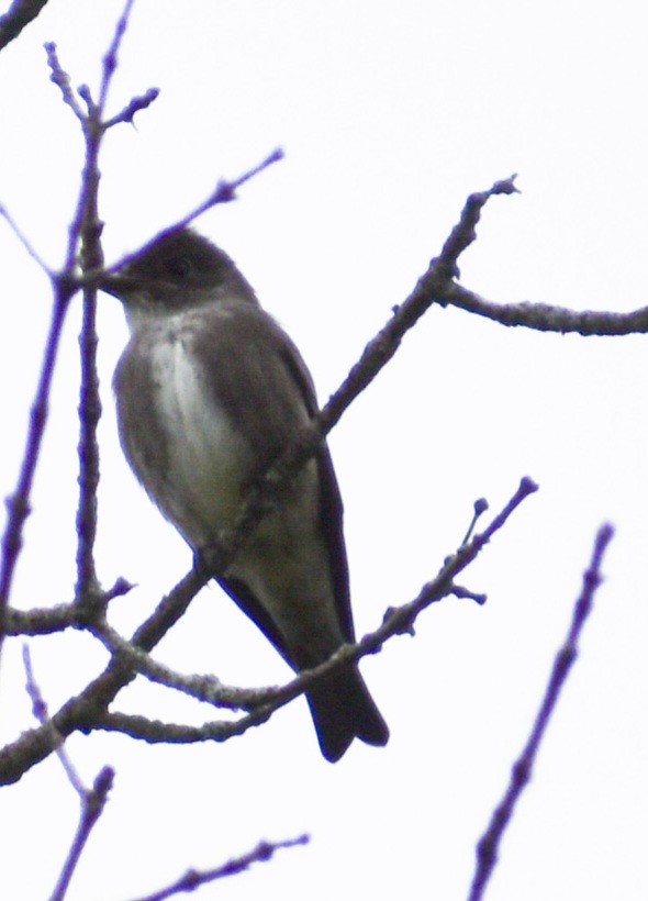 Olive-sided Flycatcher - ML636141019