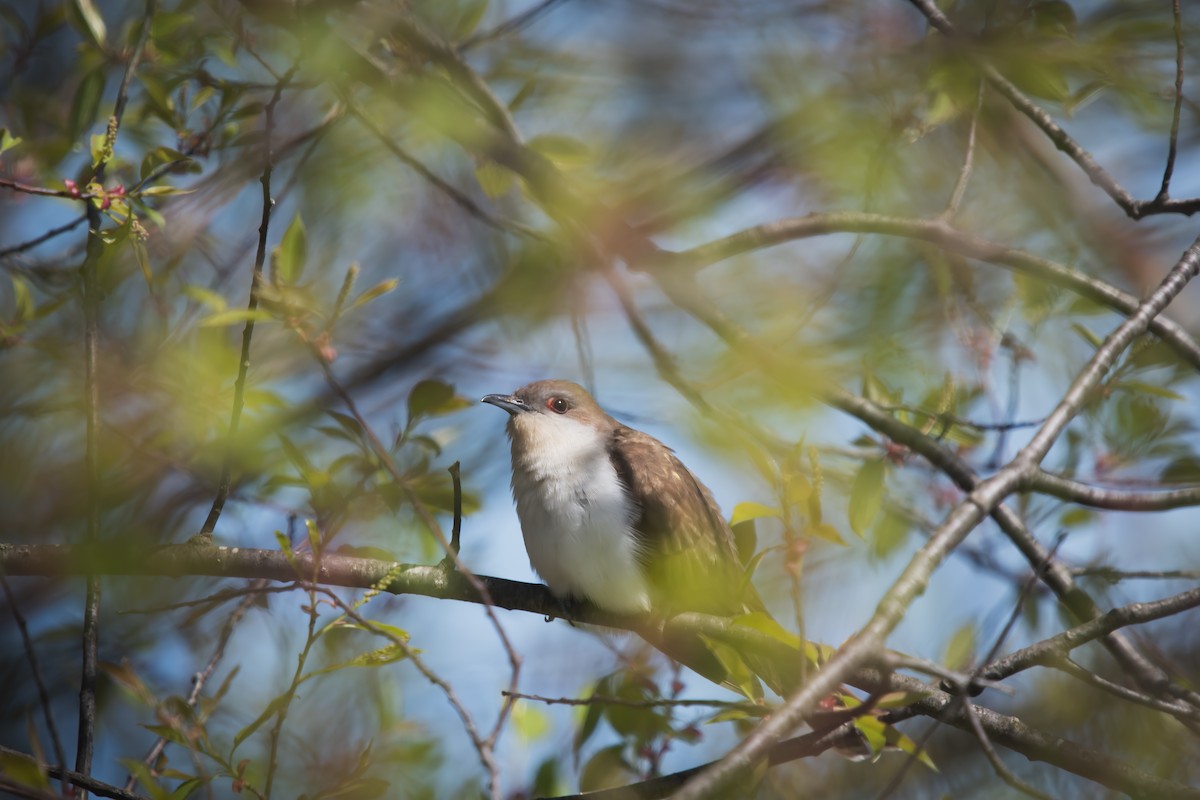 Black-billed Cuckoo - ML636141046