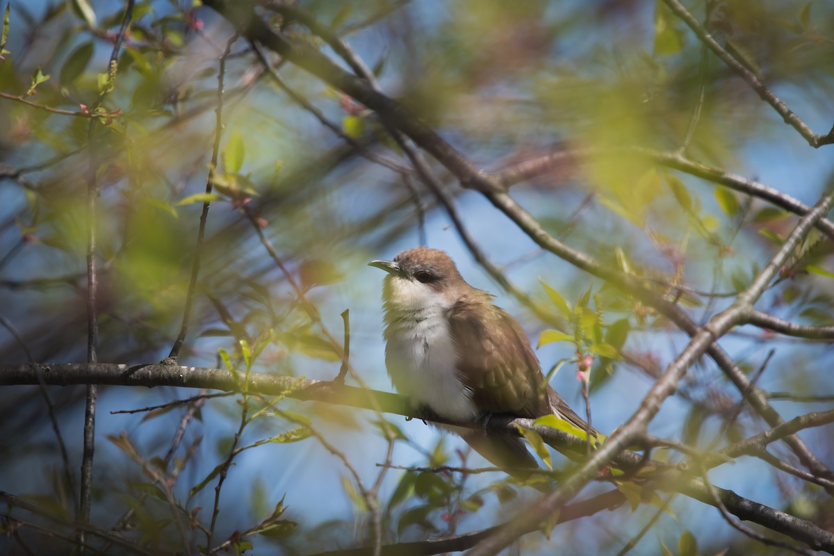 Black-billed Cuckoo - ML636141047