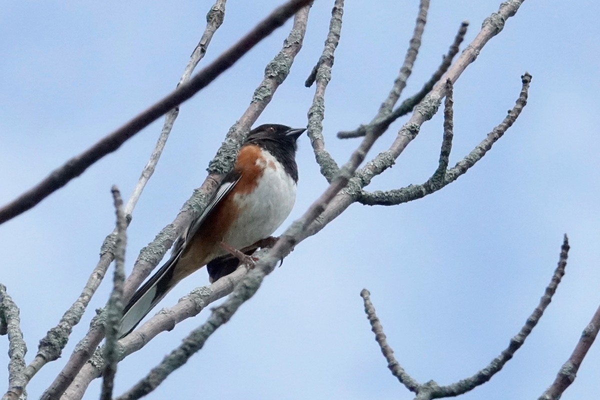Eastern Towhee - ML636141053