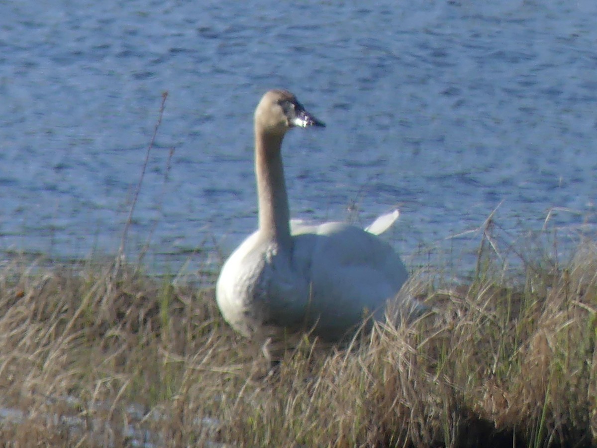 Trumpeter Swan - ML636141058