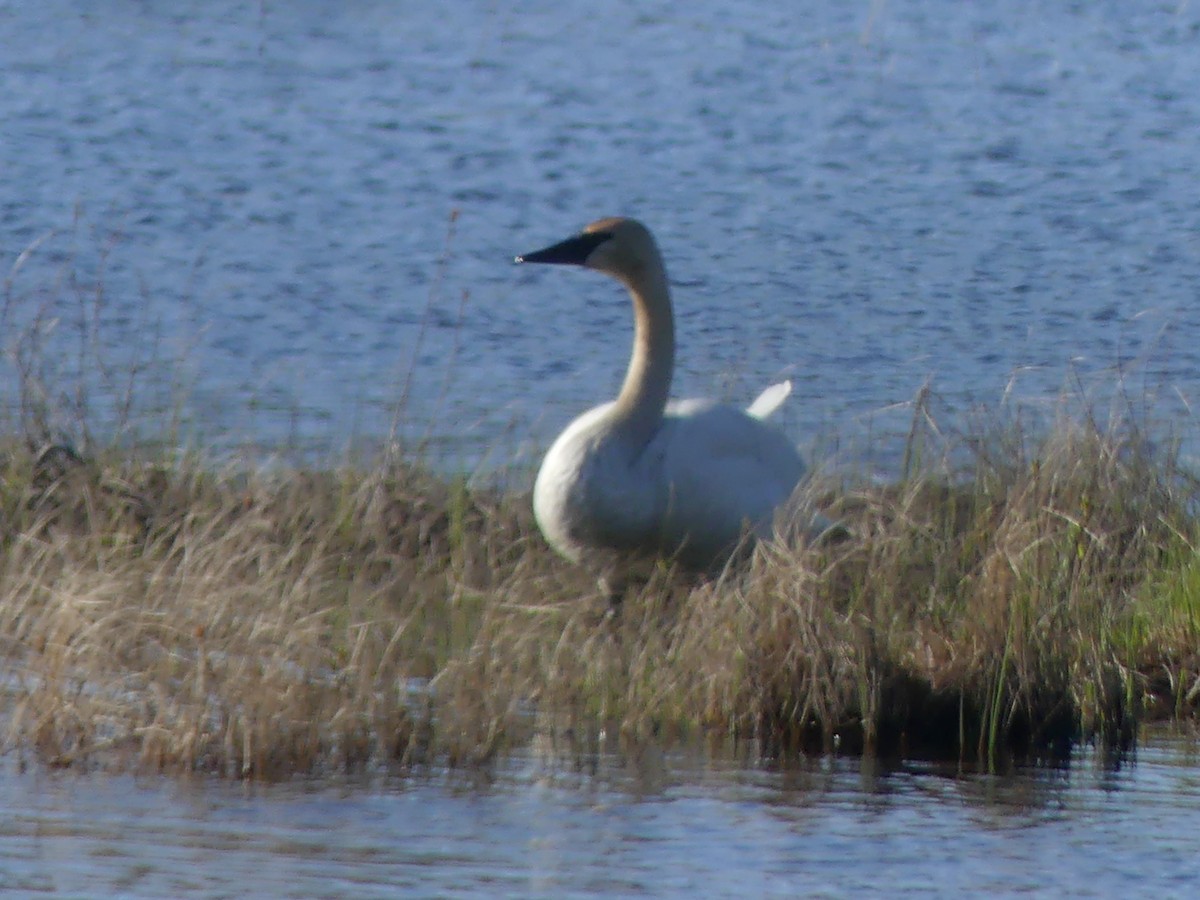 Trumpeter Swan - ML636141059